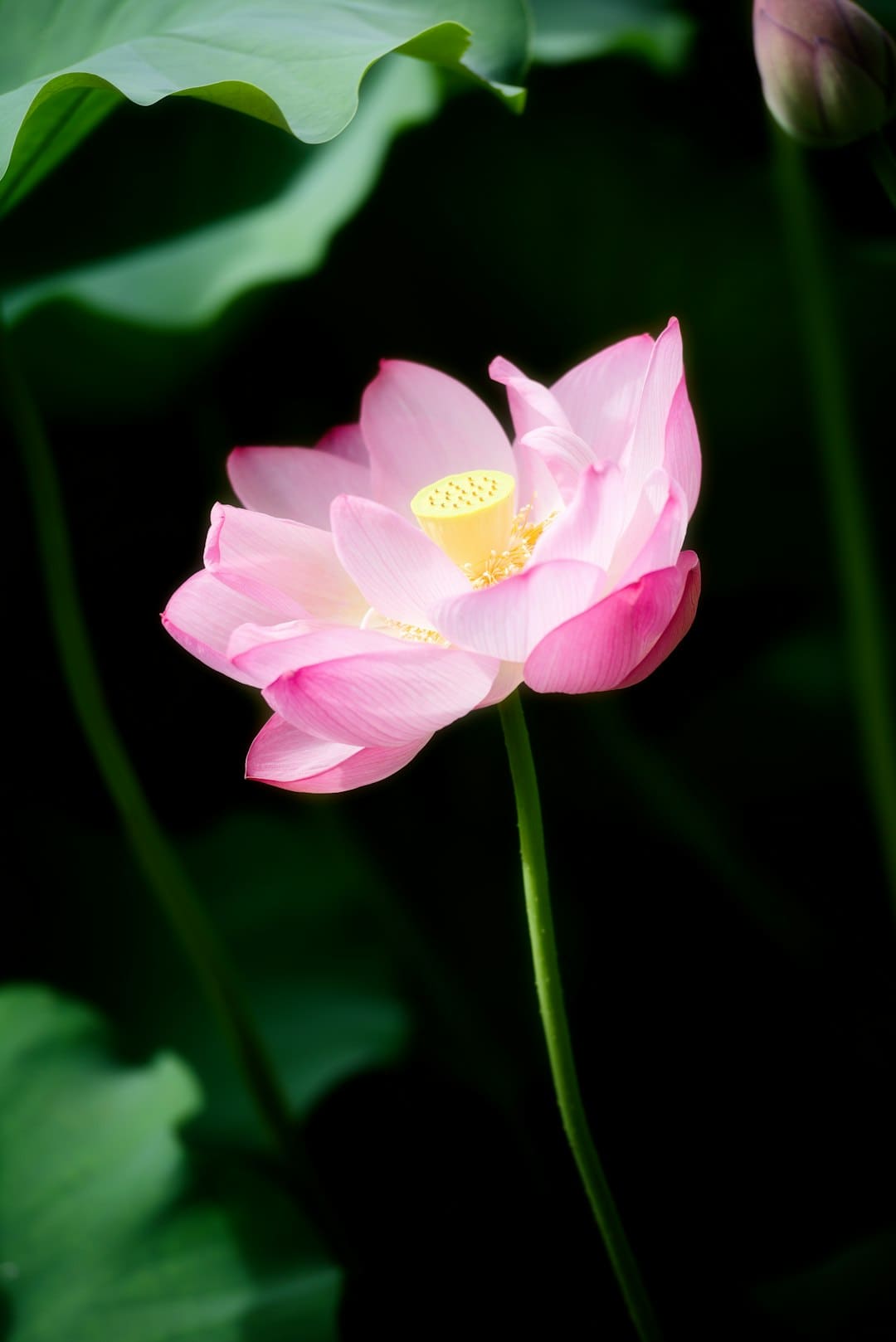 蔡徐坤 Jasmine 复古胶片风MV上线